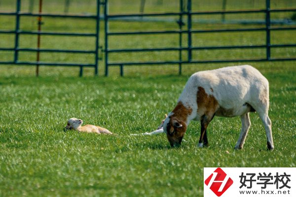 張家界旅游學(xué)校的優(yōu)勢在哪里？